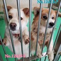 飼主死亡で持込　人が大好き可愛い子達【県外譲渡可】