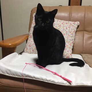 かわいくて優しい黒猫ちゃんです