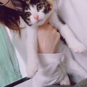 三毛猫ちゃん