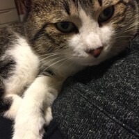 キビ