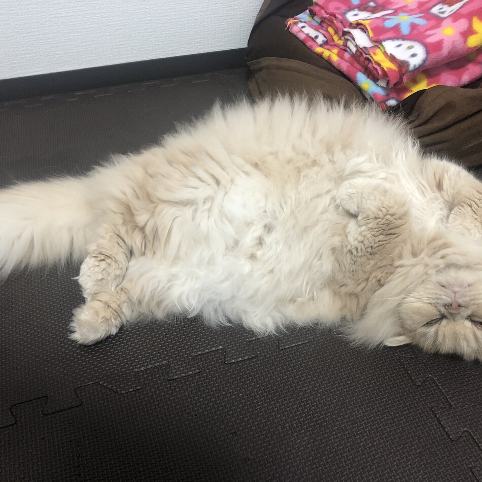 ルナのカバー写真