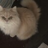 かわいい