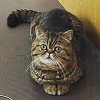 ミラ