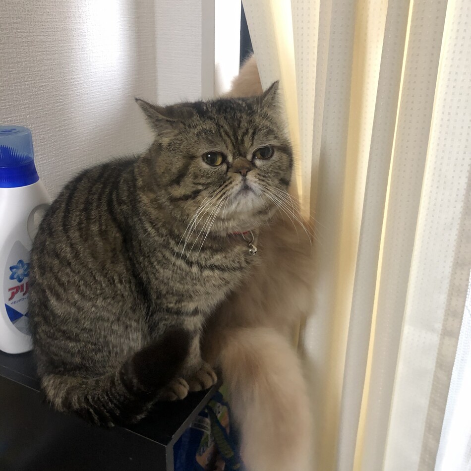 ミラのカバー写真