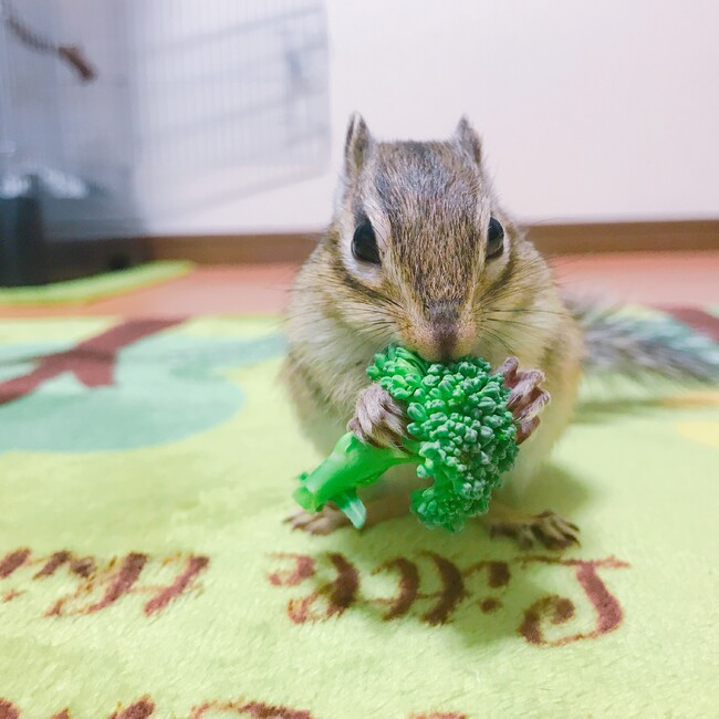 ぱるねるのカバー写真