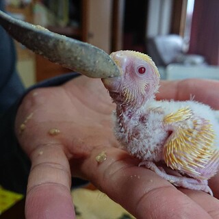 セキセイインコの雛