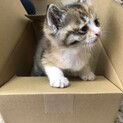 三毛猫　生まれてすぐ