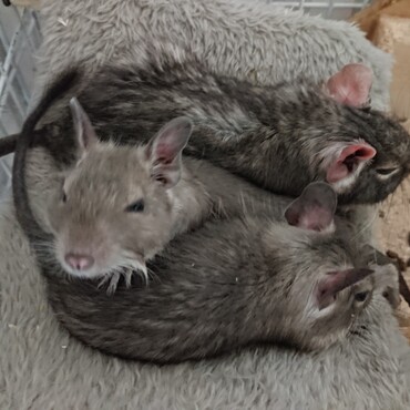 生後９週目の娘２人とお昼寝