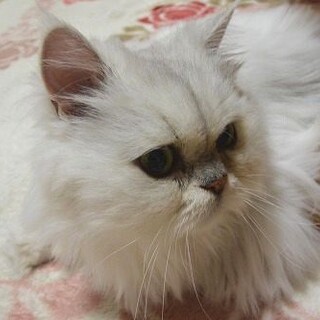 チンチラシルバー　お家に帰れなくなりました