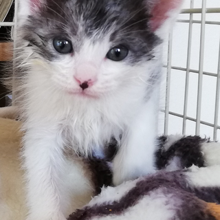 4/1産まれ　「再募集」　