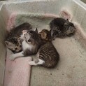 子ねこ里親募集