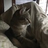 の写真