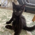 仔猫の里親を探してます！