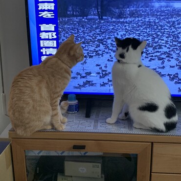 茶トラはこちらのサイトで、白黒は別のサイトの里親さんからきました。二匹とも元気に楽しそうに過ごしています。