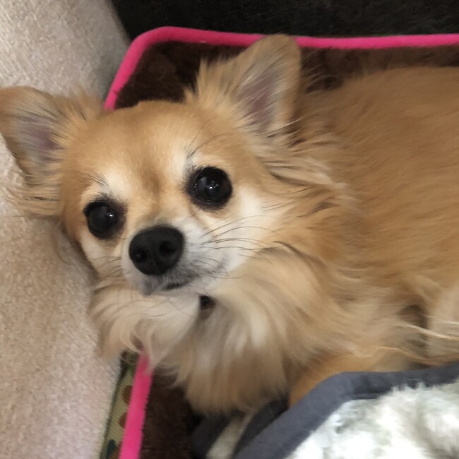 やんちやのカバー写真