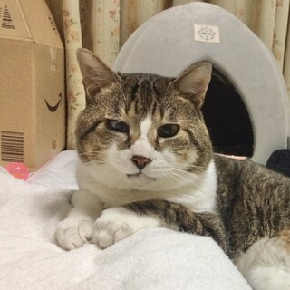 【メルじぃ】穏やかなおじいちゃん猫