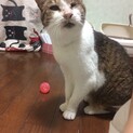 【おたま】おかげさまで里親さまが決まりました