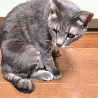 5歳11ヶ月　ロシアンブルー風ととくん【片目萎縮】