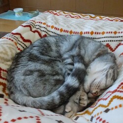 「まだまだ(まだ)片付けては、いけニャイ」サムネイル2