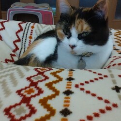 「まだまだ(まだ)片付けては、いけニャイ」サムネイル3