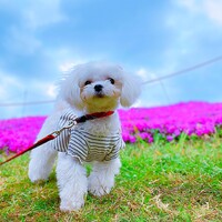 メロディ