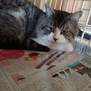 40頭近くの多頭崩壊現場から