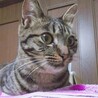 ８月生まれの子猫　キジトラ濃いめ　えん♀ サムネイル6