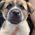 白茶ブチの仔犬ちゃん