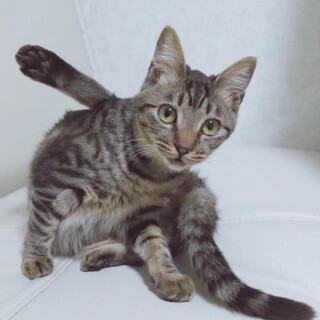 ８月生まれの子猫　キジトラ濃いめ　えん♀
