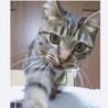８月生まれの子猫　キジトラ濃いめ　えん♀ サムネイル3