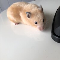 ハム