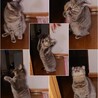 7ヶ月ですっかり丸くなったね。はやく帰っておいで。探してるよ。待ってるよ。