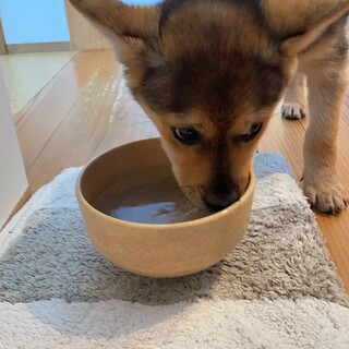 山に捨てられた仔犬