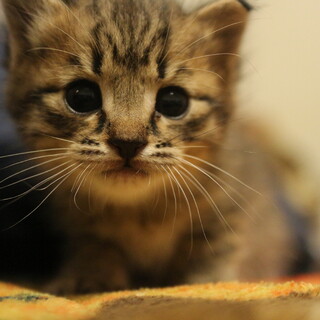 行き場のない可愛い子猫ちゃん