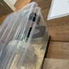 ヨイショ！！