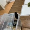 此処を登って！！