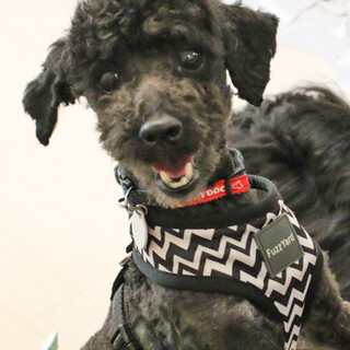 元気で人懐っこいトイプードル♂推定5歳