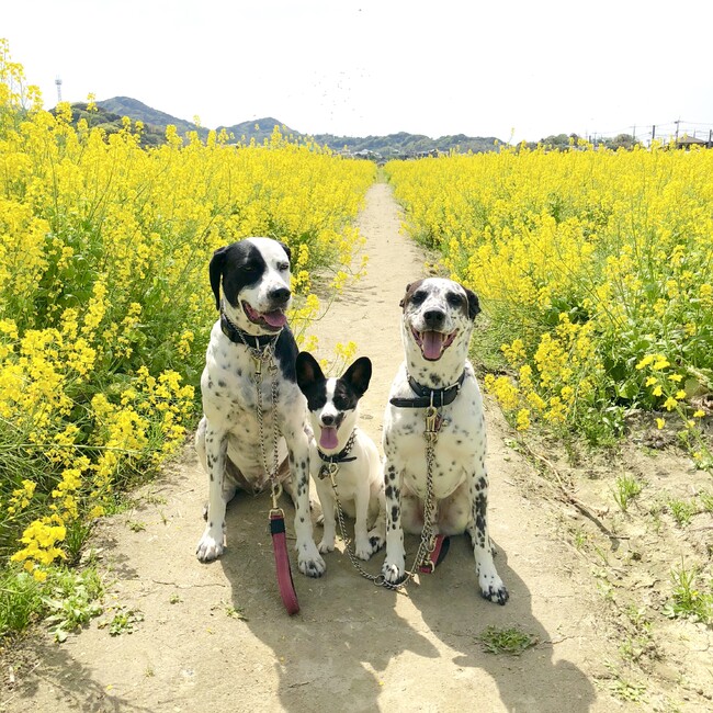 広い庭のカバー写真