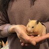 なかむらあかね