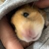 じゅりぴー