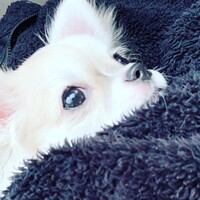 モカ