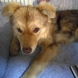 家庭犬修行中、おっとりモフモフ子犬いっさ