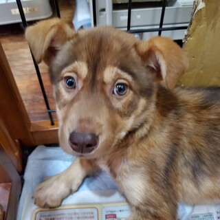 この子を助けてください。