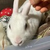 しらたま2