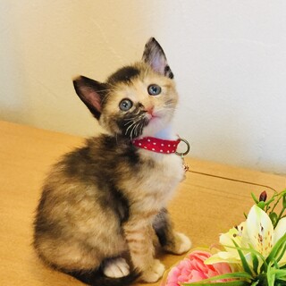 ちっちゃな甘えん坊さん