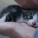賢い3週目の子猫の家族になってくれる方募集！