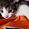 賢い3週目の子猫の家族になってくれる方募集！ サムネイル2