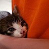 賢い3週目の子猫の家族になってくれる方募集！ サムネイル3