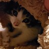 賢い3週目の子猫の家族になってくれる方募集！ サムネイル4