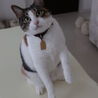 ココ
